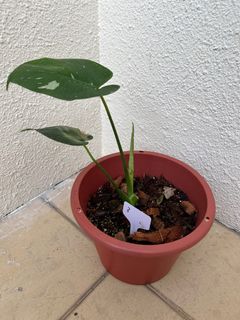 (Category: ) located in . Submitted by mindaro.botany (Listing ID 1293262222, Image 1). Description: .