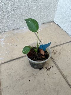 (Category: ) located in . Submitted by mindaro.botany (Listing ID 1293262119, Image 1). Description: .