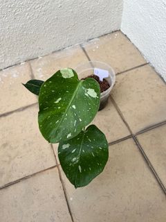 (Category: ) located in . Submitted by mindaro.botany (Listing ID 1293261529, Image 1). Description: .