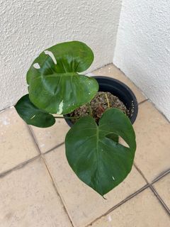 (Category: ) located in . Submitted by mindaro.botany (Listing ID 1293260798, Image 1). Description: .