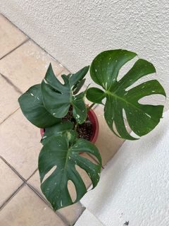 (Category: ) located in . Submitted by mindaro.botany (Listing ID 1293260158, Image 1). Description: .
