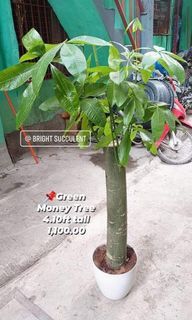 🌴Green Money Tree