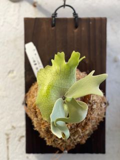 （分類：）位於 。 由 barolo_bambee 提交（商品編號 1303180380，圖片 1）。簡介： 。