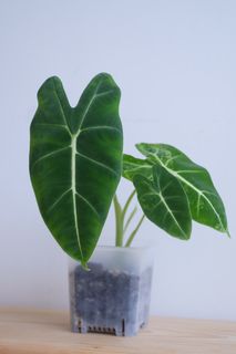 （分類：）位於 。 由 cormosome 提交（商品編號 1300135624，圖片 1）。簡介： 。