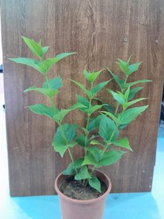 (Category: ) located in . Submitted by vikpree (Listing ID 1303340441, Image 1). Description: .