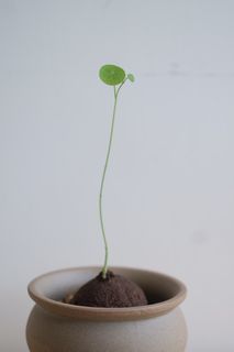 （分類：）位於 。 由 cormosome 提交（商品編號 1301710858，圖片 1）。簡介： 。