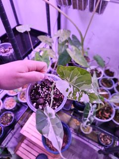 （分類：）位於 。 由 plant_yeah 提交（商品編號 1303481945，圖片 1）。簡介： 。