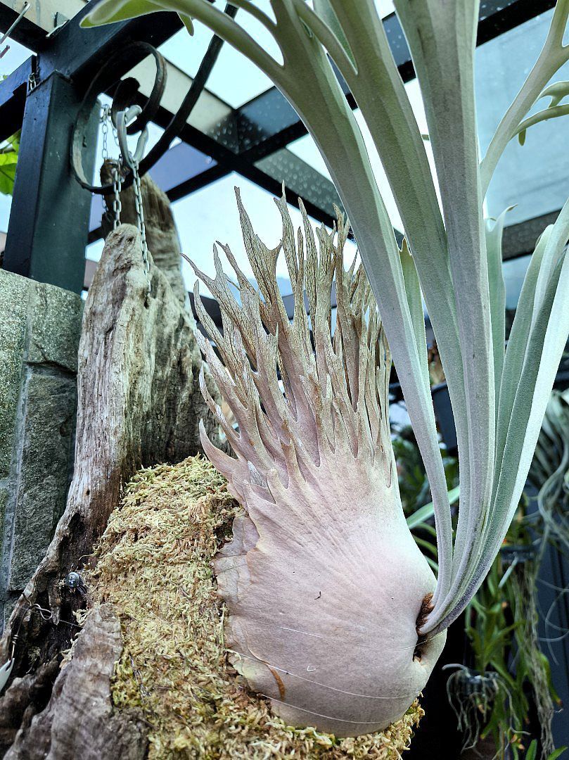 P.veitchii AR】ビカクシダ子株