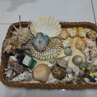 Shells for Aquarium