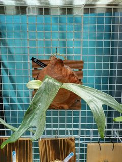 （分類：）位於 。 由 hea.plants 提交（商品編號 1303650449，圖片 1）。簡介： 。