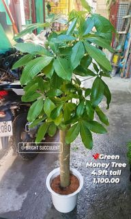 🌴Green Money Tree 4.9ft
