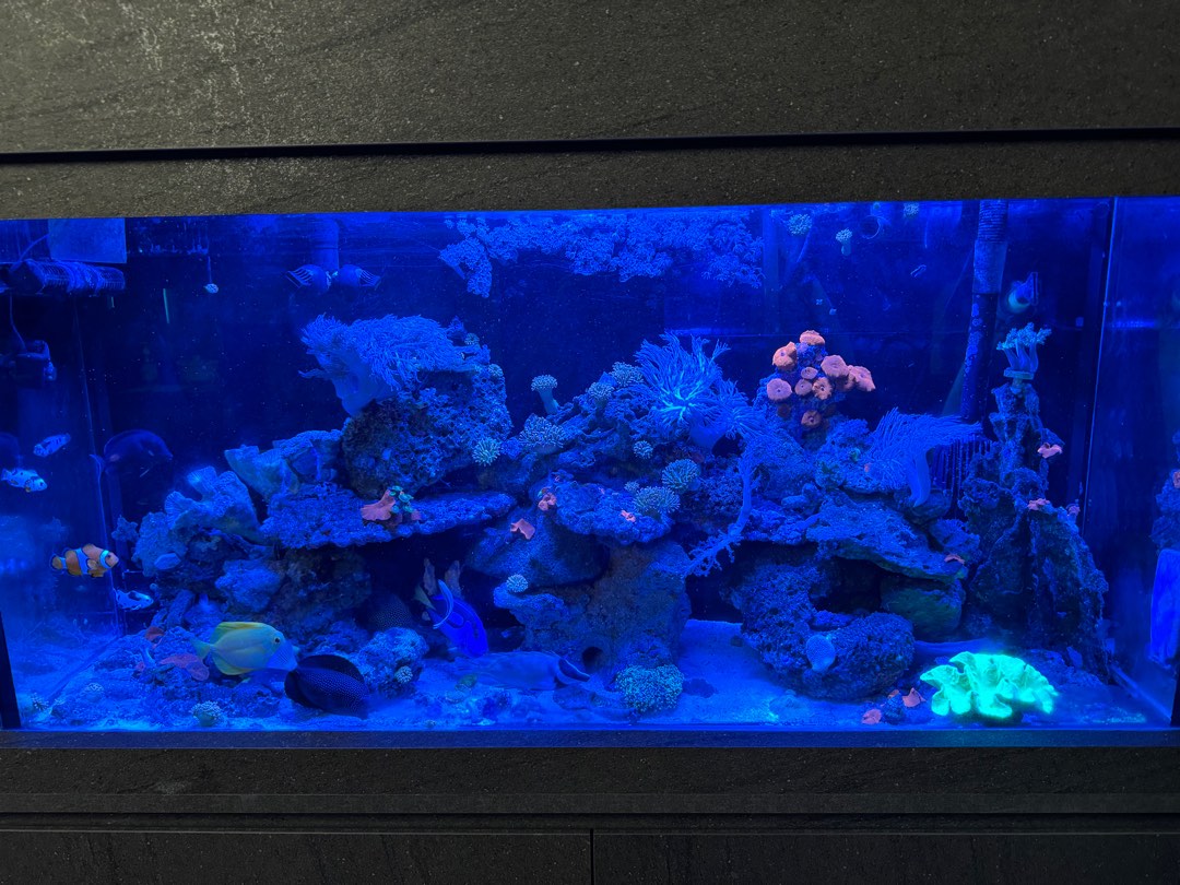 (Category: ) located in . Submitted by limlimpanda (Listing ID 1303878406, Image 1). Description: .