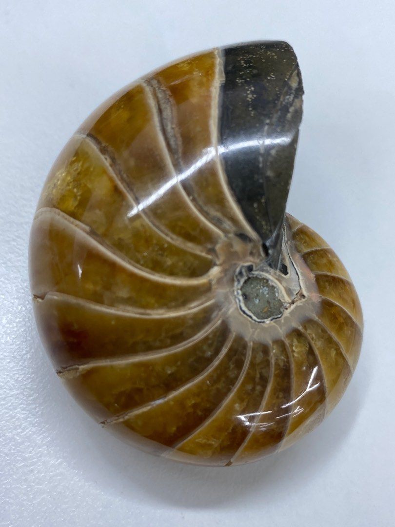Good High Quality Nautilus Fossil