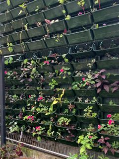 (Category: ) located in . Submitted by plant.lovers (Listing ID 1291077252, Image 1). Description: .