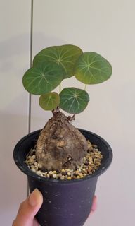 （分類：）位於 。 由 drwayne0110 提交（商品編號 1264226477，圖片 1）。簡介： 。