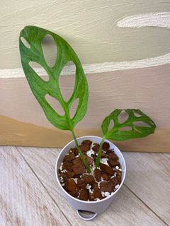 （分類：）位於 。 由 unnamedplanting 提交（商品編號 1303981562，圖片 1）。簡介： 。