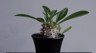 （分類：）位於 。 由 madness_corner 提交（商品編號 1299146476，圖片 1）。簡介： 。