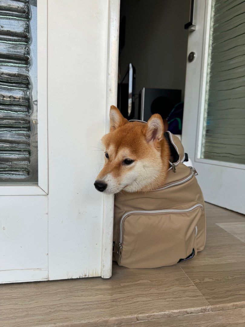 Dog backpack from Japan happy days Men s Fashion Bags Backpacks on Carousell