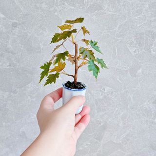 （分類：）位於 。 由 KwanCandy 提交（商品編號 1304279175，圖片 1）。簡介： 。