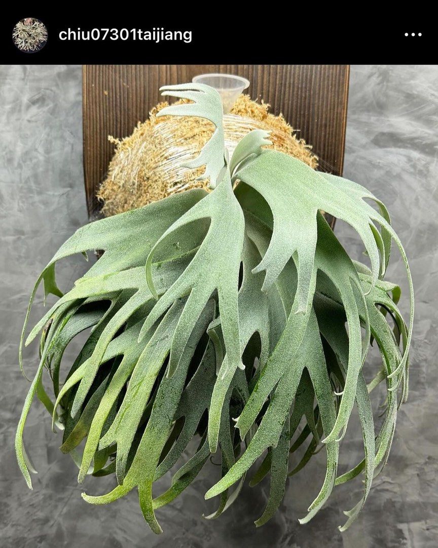 P. willinckii cv. Sailor Mercury