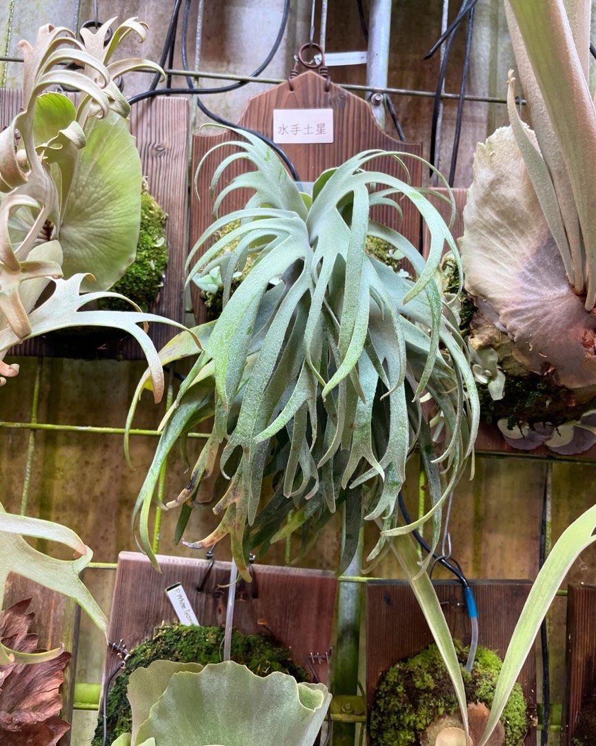 Platycerium willinckii sailor saturn OC Sailor Saturn - Wikipedia