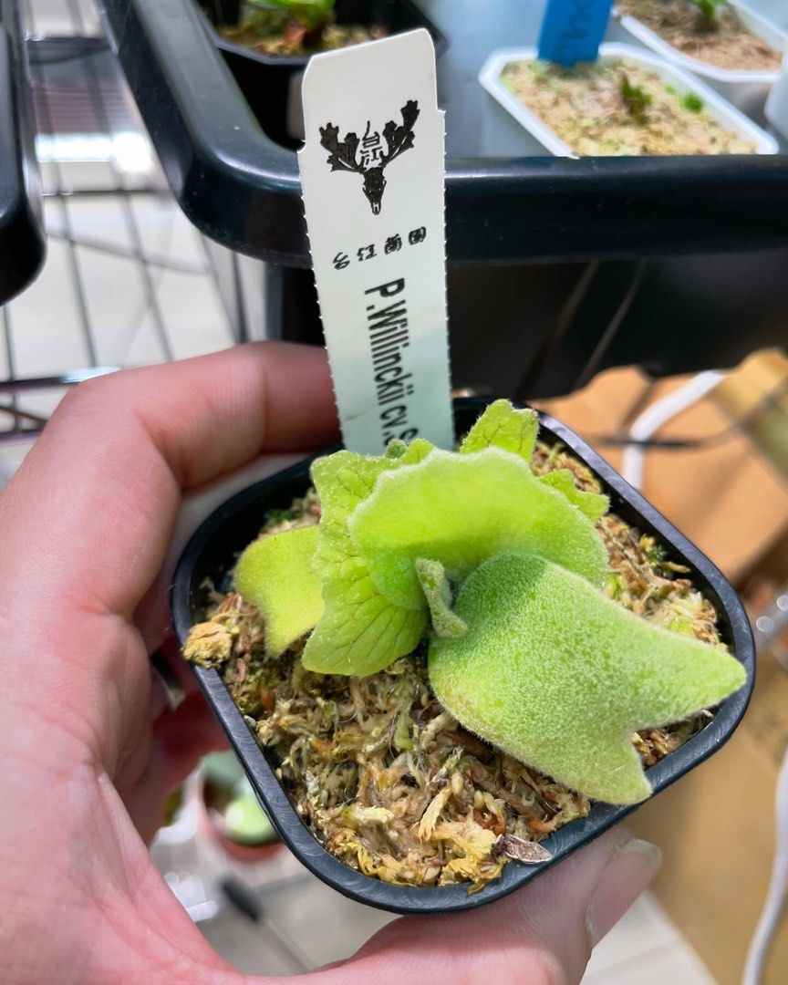 P.willinckii cv. Sailor Saturn 子株