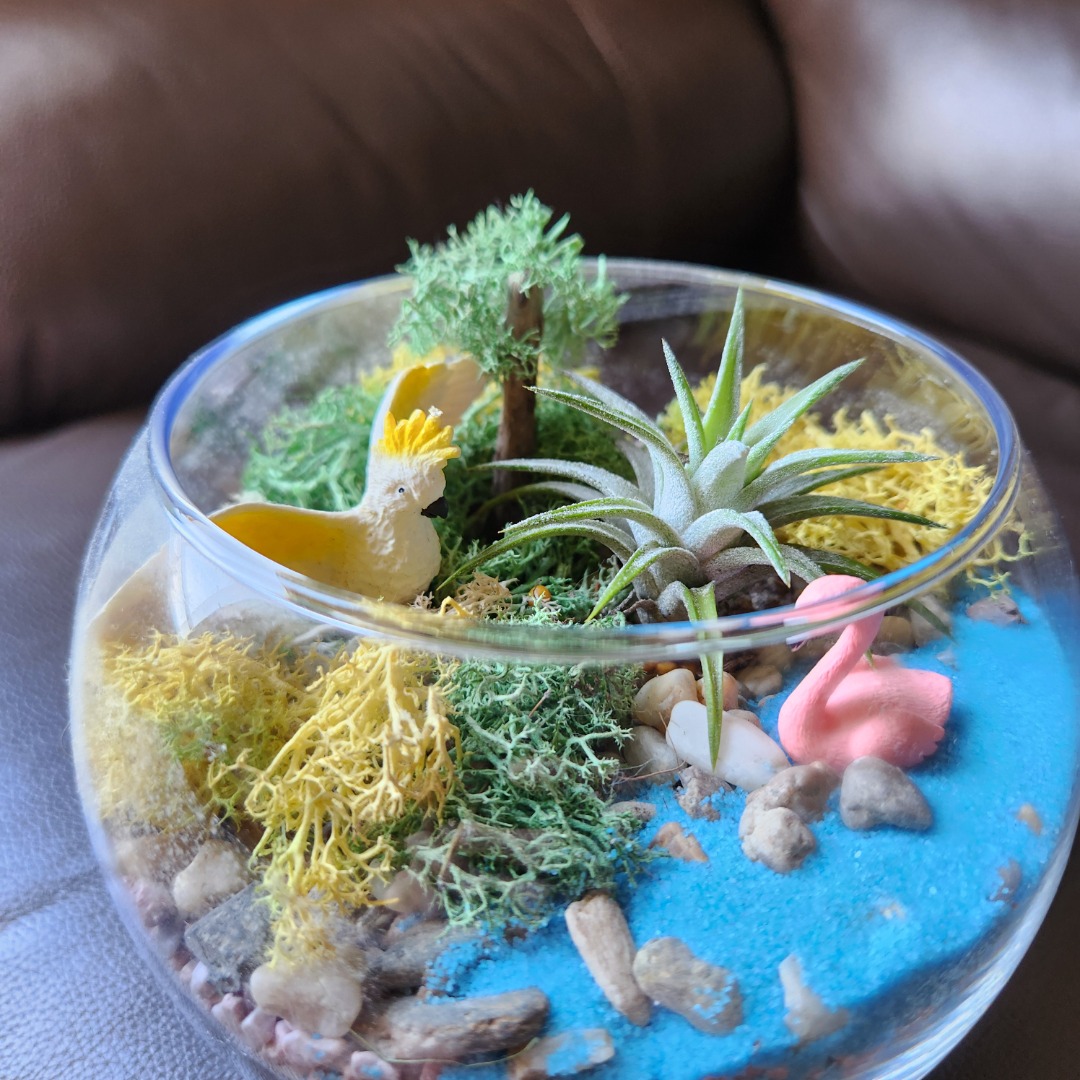 Terrarium Air plant with nice glass pot arrangement, Furniture & Home ...