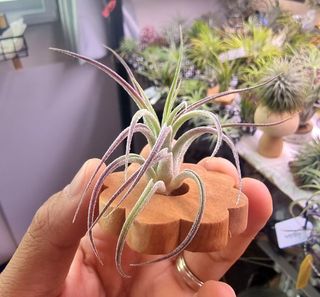(Category: ) located in . Submitted by zai_garden (Listing ID 1304118139, Image 1). Description: .
