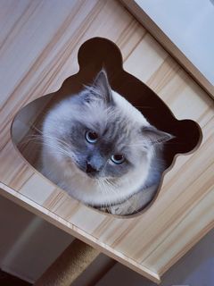 (Category: ) located in . Submitted by pawlobby (Listing ID 1304225099, Image 1). Description: .