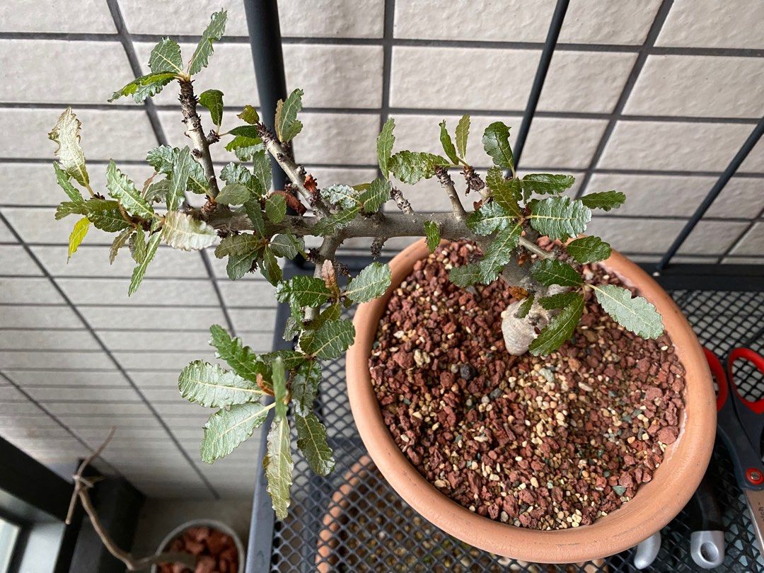 F401 塊根植物 珍奇植物 Boswellia nana / ボスウェリア・ナナ 超希少