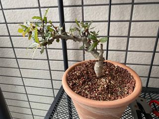 （分類：）位於 。 由 benny.lo 提交（商品編號 1301141421，圖片 1）。簡介： 。