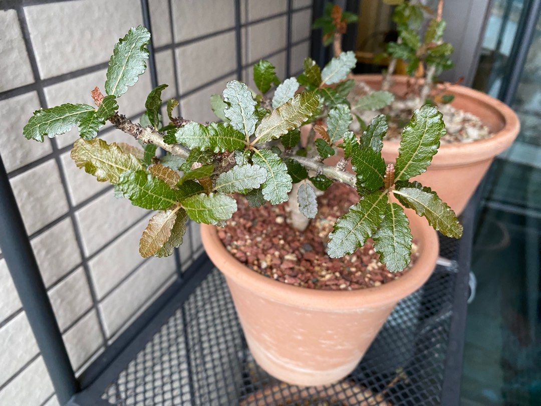 L LONG】NO585 塊根植物 珍奇植物 Boswellia nana / ボスウェリア