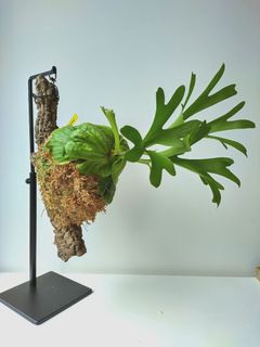 （分類：）位於 。 由 hea.plants 提交（商品編號 1301152384，圖片 1）。簡介： 。