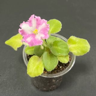 （分類：）位於 。 由 mlittlegarden 提交（商品編號 1300762620，圖片 1）。簡介： 。