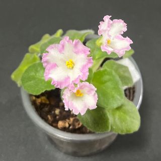（分類：）位於 。 由 mlittlegarden 提交（商品編號 1300771894，圖片 1）。簡介： 。