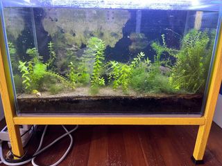 (Category: ) located in . Submitted by trigalides (Listing ID 1304336198, Image 1). Description: .
