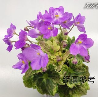 （分類：）位於 。 由 sellring 提交（商品編號 1304300483，圖片 1）。簡介： 。
