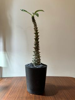 （分類：）位於 。 由 ppptt01 提交（商品編號 1304323055，圖片 1）。簡介： 。