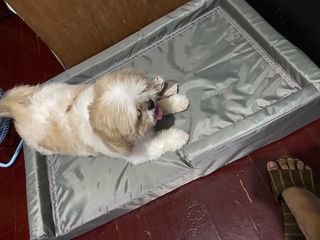 Foam Dog Pet Bed Dog Bed