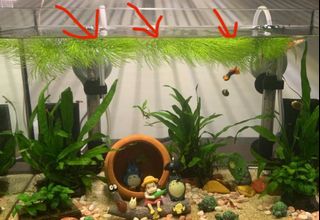 (Category: ) located in . Submitted by fireflyverdigris (Listing ID 1098340614, Image 1). Description: .