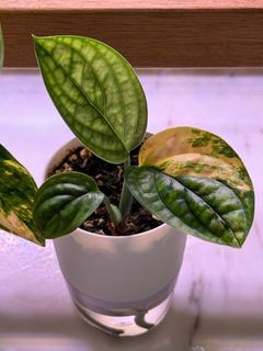 (Category: ) located in . Submitted by epiphyter (Listing ID 1304310399, Image 1). Description: .