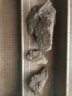 （分類：）位於 。 由 69.boyka.69 提交（商品編號 1304549895，圖片 1）。簡介： 。