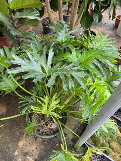 (Category: ) located in . Submitted by gardenfunfarm (Listing ID 1304531334, Image 1). Description: .