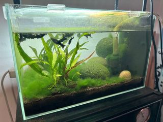 (Category: ) located in . Submitted by sputnik62ms (Listing ID 1304467348, Image 1). Description: .