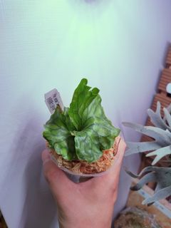 （分類：）位於 。 由 hea.plants 提交（商品編號 1304710268，圖片 1）。簡介： 。