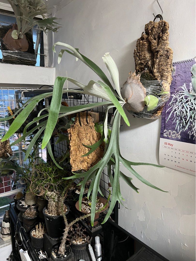 鹿角蕨 P. White monkey 白猴 from Leo Ho, 傢俬&家居, 園藝, 植物及種子 - Carousell