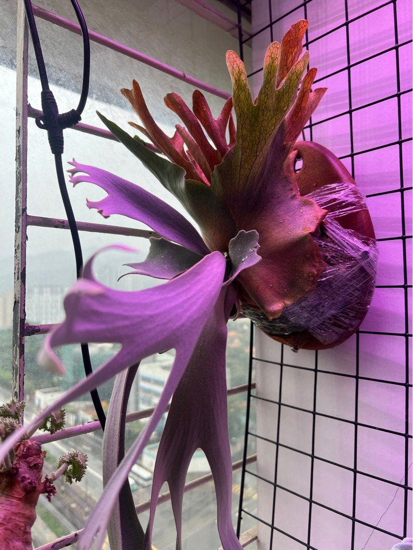 P.willinckii yellow moon dwarf spore(Willinckii yellow moon P.willinckii yellow moon dwarf spore(Willinckii yellow moon