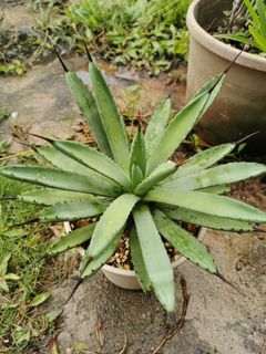 (Category: ) located in . Submitted by planter88 (Listing ID 1304674938, Image 1). Description: .