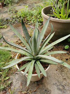(Category: ) located in . Submitted by planter88 (Listing ID 1304671929, Image 1). Description: .