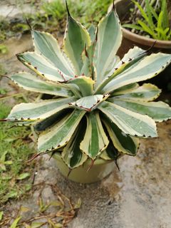 (Category: ) located in . Submitted by planter88 (Listing ID 1304666735, Image 1). Description: .